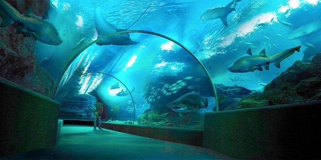 Thuỷ cung Siam Ocean World nổi tiếng nhất nhì ở đất Thái 
