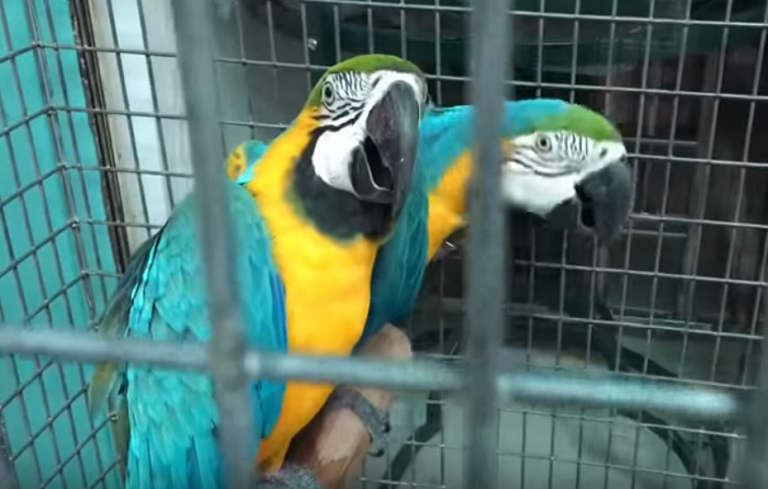 Những chú vẹt sặc sỡ sắc màu luôn là tiêu điểm cho ánh mắt ghé thăm của của các du khách.